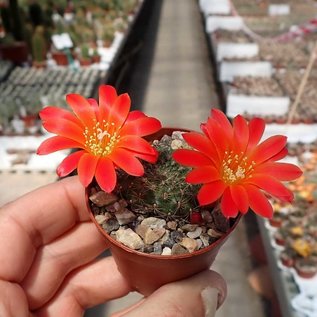 Rebutia chrysacantha  WR 706b Santa Barbara, Salta nach Cafajate, Argentinien