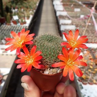 Rebutia chrysacantha  WR 706b Santa Barbara, Salta nach Cafajate, Argentinien