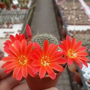 Rebutia chrysacantha  WR 706b Santa Barbara, Salta nach Cafajate, Argentinien