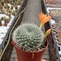 Rebutia edeltraudiae  RW 066 Sierra Medina, Tucuman, Argentina 1540m