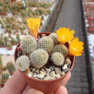 Rebutia fabrisii v. aureiflora  (syn. Aylostera)