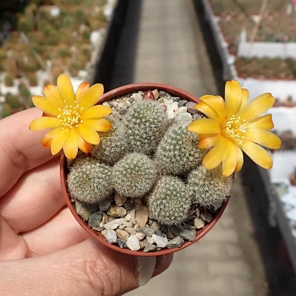 Rebutia fabrisii v. aureiflora (syn. Aylostera) Uhlig Kakteen Über