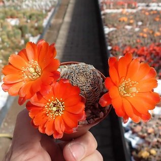 Rebutia friedrichiana  WR 646  La Cueva, Chuquisaca, Bolivia