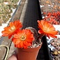 Rebutia friedrichiana  WR 646  La Cueva, Chuquisaca, Bolivia