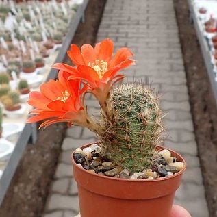 Rebutia hegeri nom.nud. No 41/1986