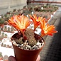 Rebutia heliosa v. condorensis cv. rubrispina compacta L 401 Condor Pass, Bolivien