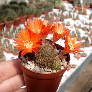 Rebutia heliosa v. condorensis cv. rubrispina compacta L 401 Condor Pass, Bolivien