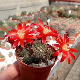 Rebutia heliosa v. condorensis cv. rubrispina virididermis L 401 Condor Pass, Bolivien