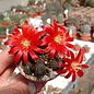 Rebutia heliosa v. condorensis cv. rubrispina virididermis L 401 Condor Pass, Bolivien