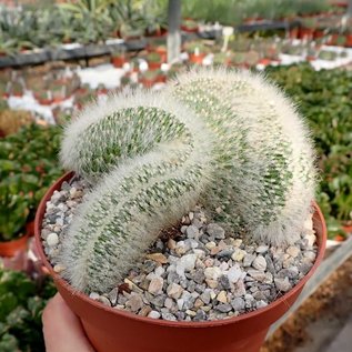 Cleistocactus strausii     cristata