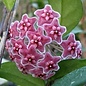 Hoya carnosa cv. Red Flower