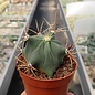 Ferocactus histrix