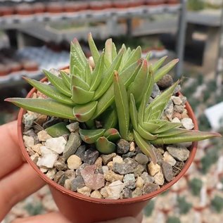 Crassula capitella cv. Red Pagoda