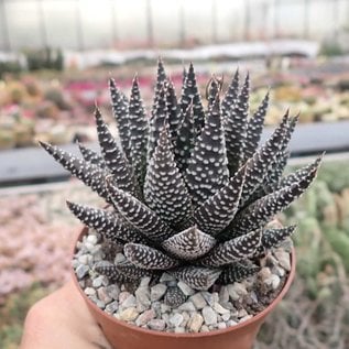 Haworthia pumila  cv. Royal Albert