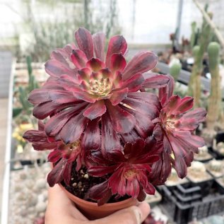 Aeonium cv. Mardi Gras