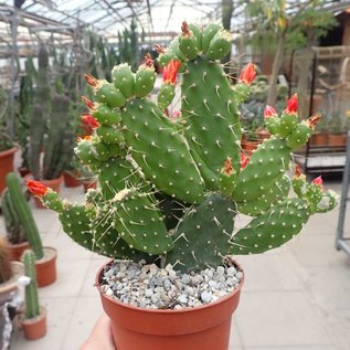 Opuntia quitensis