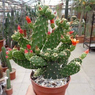 Opuntia quitensis