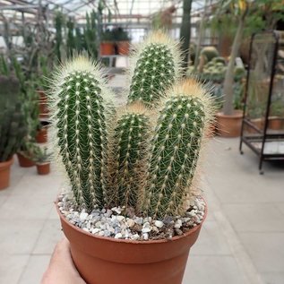 Pilosocereus chrysosthele