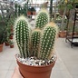 Pilosocereus chrysosthele