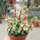 Portulacaria afra cv. mediopicta