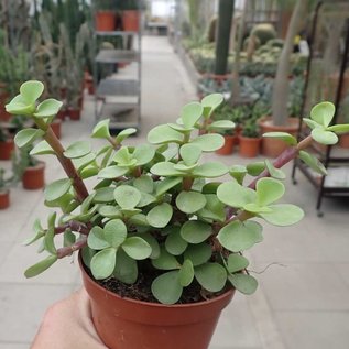 Portulacaria afra