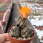 Rebutia rutiliflora  FR 1113