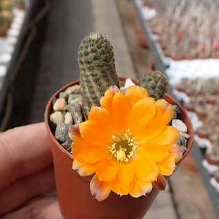 Rebutia diersiana v. minor WR 630 Süd Cinti, Department Chuquisaca, Camargo, Culpina