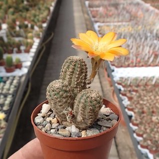 Rebutia diersiana  WR 631 Yuquina, Department Chuquisaca, Camargo, Culpina