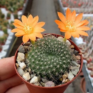 Rebutia edeltraudiae  RW 066 Sierra Medina, Tucuman, Argentina 1540m