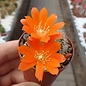 Rebutia fiebrigii  WK 1190 nördlich Carachimayo