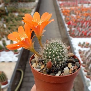 Rebutia fiebrigii  WK 1190 nördlich Carachimayo