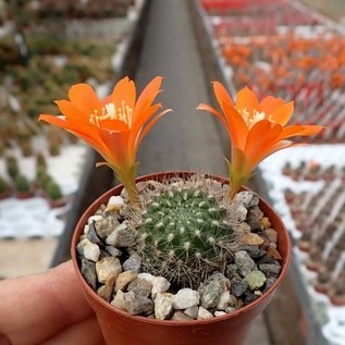 Rebutia fiebrigii  WK 1190 nördlich Carachimayo