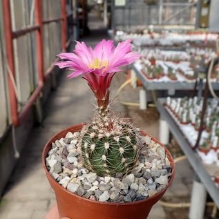 Echinocereus pulchellus v. weinbergii