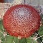 Melocactus bahiensis  mit Cephalium