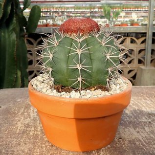 Melocactus bahiensis  mit Cephalium