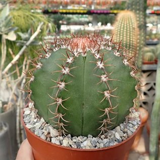 Melocactus matanzanus mit Cephalium