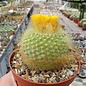 Parodia chrysacanthion