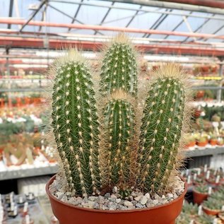 Pilosocereus chrysosthele