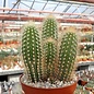 Pilosocereus chrysosthele