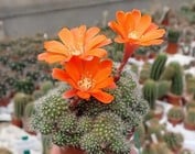 Flor de naranja