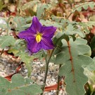 Solanum pyracanthum   Madagaskar, Westindische Inseln