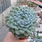 Echeveria setosa v. deminuta