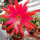 Epiphyllum-Hybr. Crepe Feathers