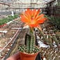 Echinocereus spec. Texas aff. enneacanthus