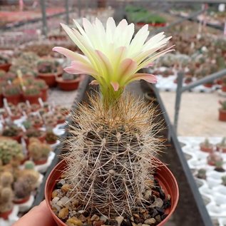 Neoporteria chilensis v. albidiflora WK 743 Pichidangui