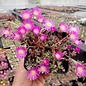 Delosperma cv. Parvus Mix       (dw)