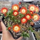 Delosperma Parva Flavo       (dw)