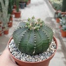 Euphorbia obesa   South Africa