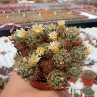 Mammillaria prolifera