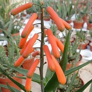 Aloe ciliaris